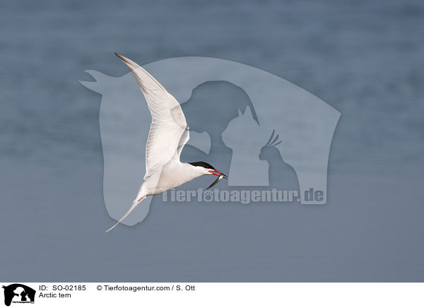 Kstenseeschwalbe / Arctic tern / SO-02185