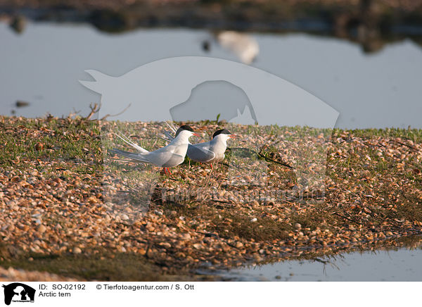Kstenseeschwalbe / Arctic tern / SO-02192