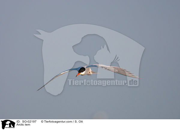 Kstenseeschwalbe / Arctic tern / SO-02197