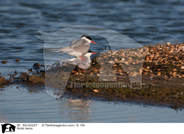 Arctic terns / SO-02227