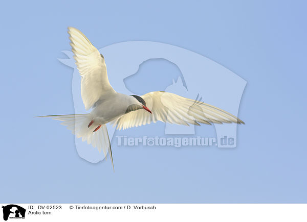 Kstenseeschwalbe / Arctic tern / DV-02523