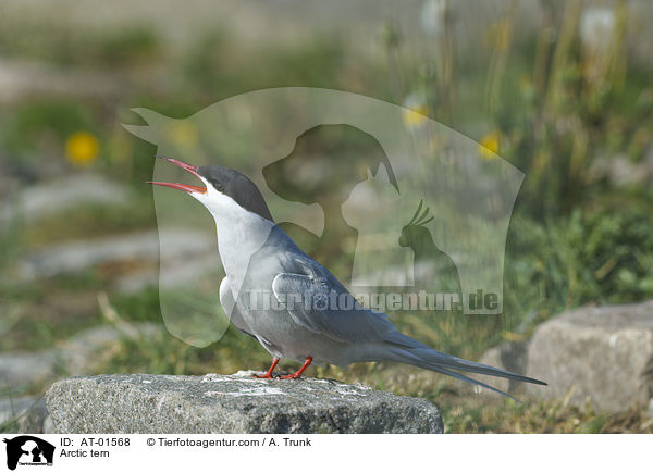 Kstenseeschwalbe / Arctic tern / AT-01568