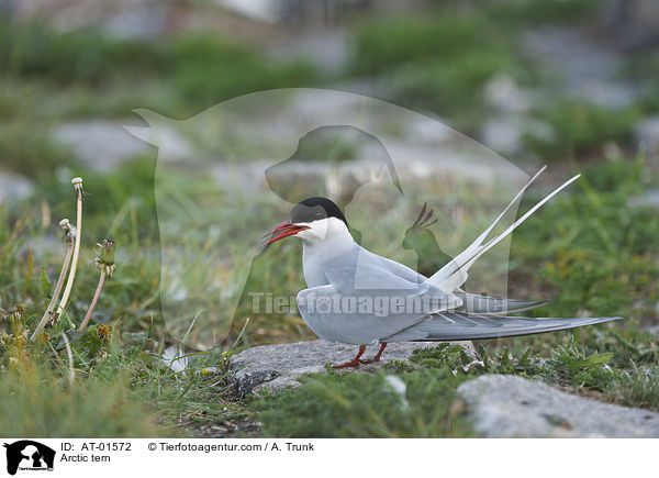 Kstenseeschwalbe / Arctic tern / AT-01572