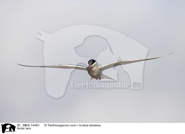 Kstenseeschwalbe / Arctic tern / MBS-14481