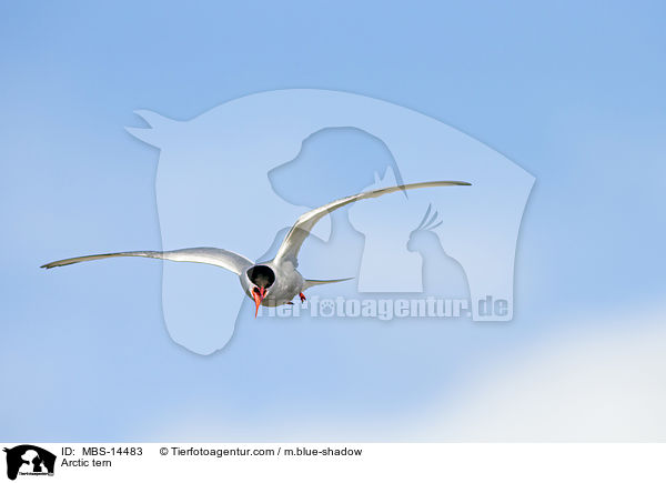 Kstenseeschwalbe / Arctic tern / MBS-14483