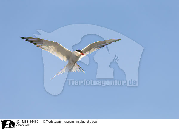 Arctic tern / MBS-14496