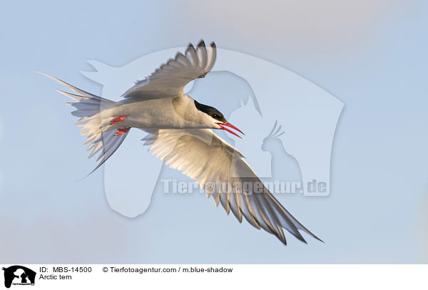 Kstenseeschwalbe / Arctic tern / MBS-14500