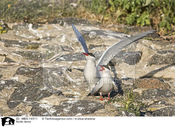 Arctic terns / MBS-14511