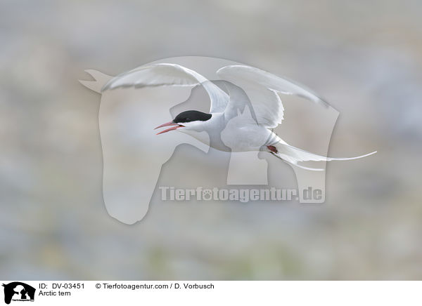 Arctic tern / DV-03451