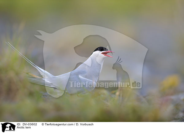 Arctic tern / DV-03602