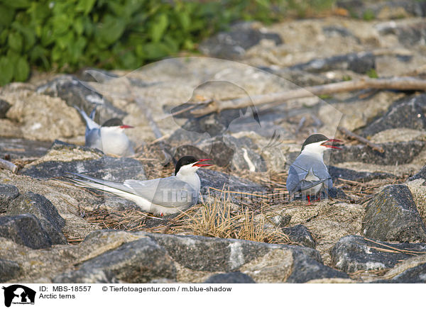 Kstenseeschwalben / Arctic terns / MBS-18557