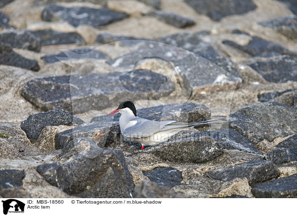 Kstenseeschwalbe / Arctic tern / MBS-18560