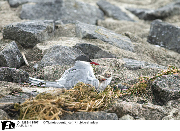 Kstenseeschwalben / Arctic terns / MBS-18567