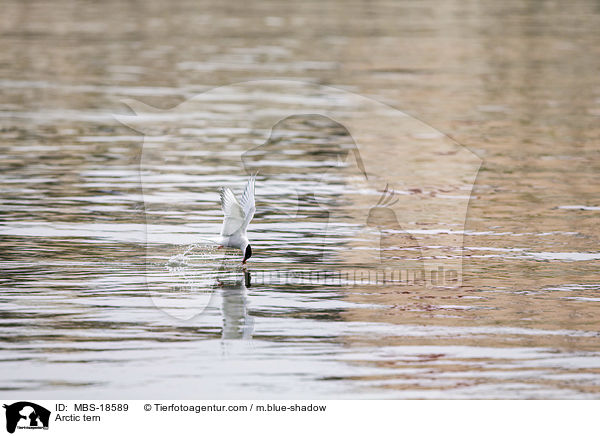 Kstenseeschwalbe / Arctic tern / MBS-18589