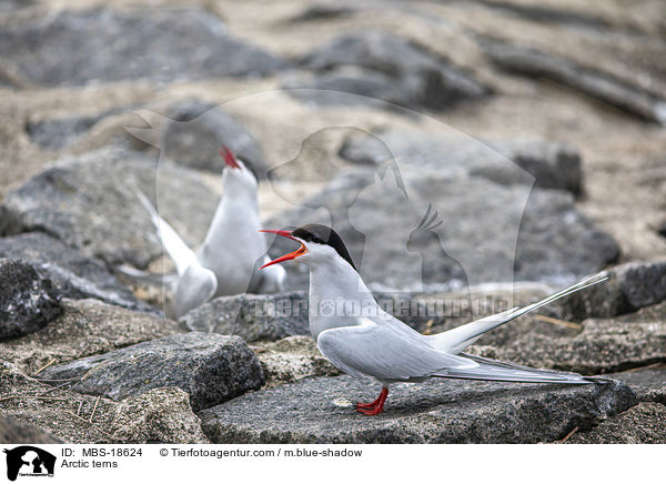 Kstenseeschwalben / Arctic terns / MBS-18624