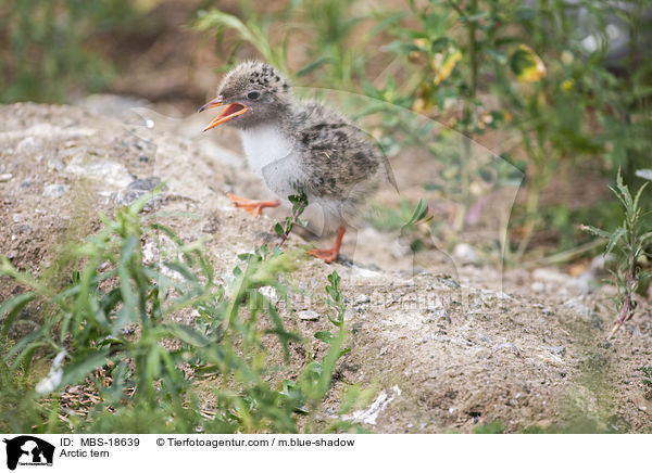 Kstenseeschwalbe / Arctic tern / MBS-18639