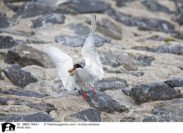 Kstenseeschwalbe / Arctic tern / MBS-18641