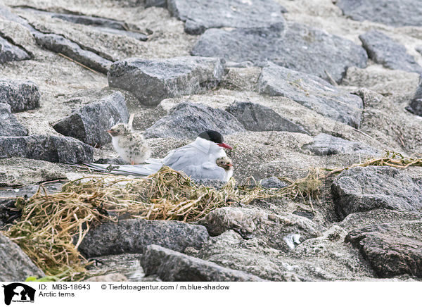 Kstenseeschwalben / Arctic terns / MBS-18643