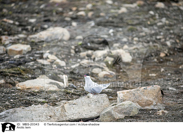 Kstenseeschwalbe / Arctic tern / MBS-20343