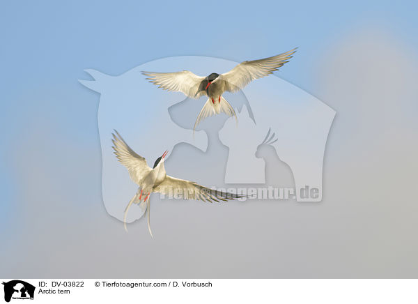Kstenseeschwalbe / Arctic tern / DV-03822