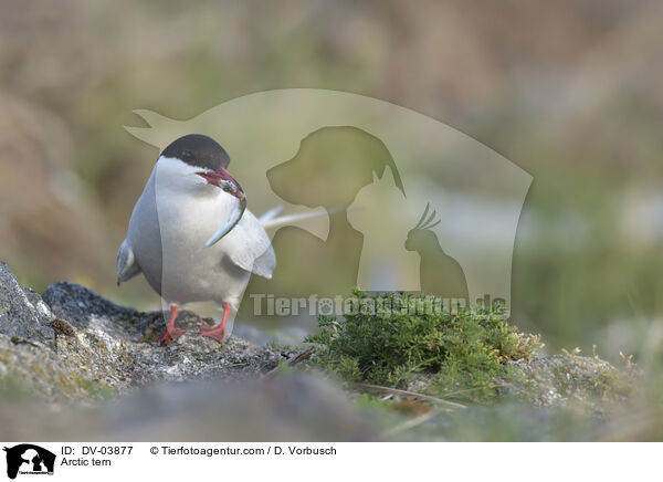 Kstenseeschwalbe / Arctic tern / DV-03877