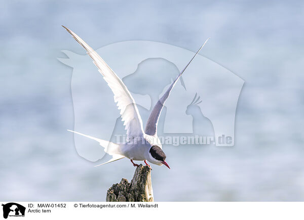 Kstenseeschwalbe / Arctic tern / MAW-01452