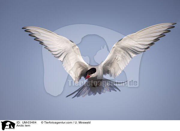 Kstenseeschwalbe / Arctic tern / UM-03464