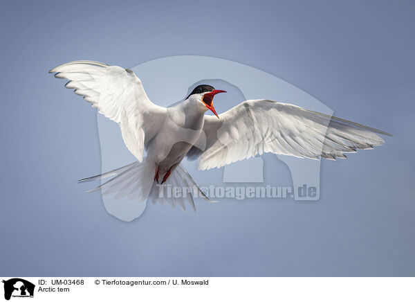 Kstenseeschwalbe / Arctic tern / UM-03468