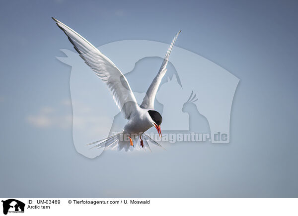 Kstenseeschwalbe / Arctic tern / UM-03469