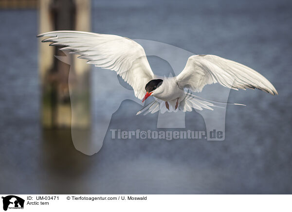 Kstenseeschwalbe / Arctic tern / UM-03471