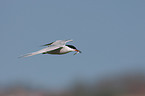 Arctic tern