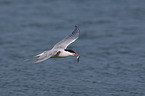 Arctic tern