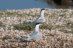 Arctic tern