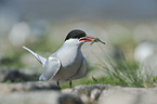 Arctic tern