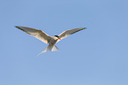 Arctic tern