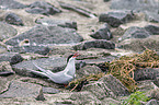 Arctic tern