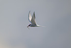 Arctic tern