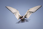 Arctic tern