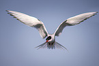 Arctic tern