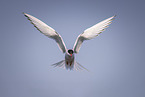 Arctic tern