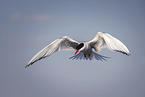 Arctic tern