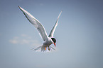 Arctic tern