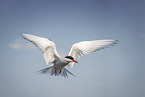 Arctic tern