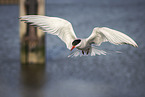 Arctic tern