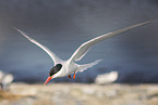 Arctic tern