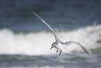 Arctic tern