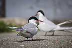 Arctic tern