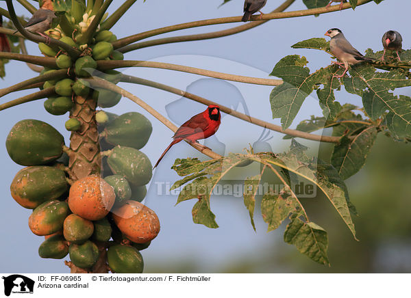 Arizona cardinal / FF-06965