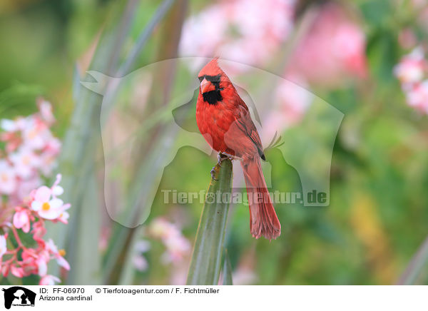 Rotkardinal / Arizona cardinal / FF-06970