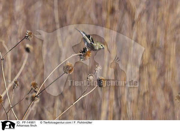 Mexikozeisig / Arkansas finch / FF-14961